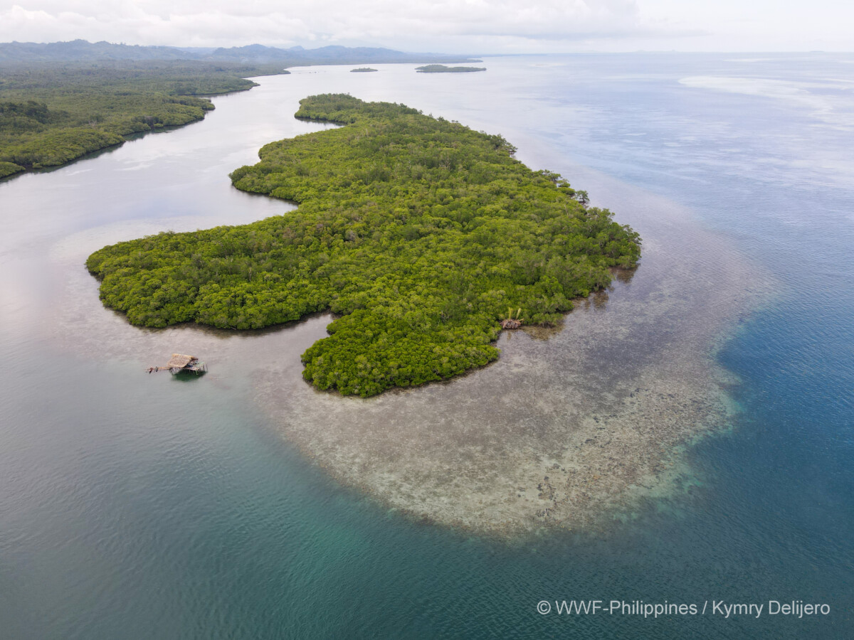 <h1>Building a stronger and more climate-resilient future for communities in Palawan through mangroves</h1>
<p style="text-align: right;"><a href="https://support.wwf.org.ph/resource-center/story-archives-2023/building-a-stronger-and-more-climate-resilient-future-for-communities-in-palawan-through-mangroves/">Read More &gt;</a></p>