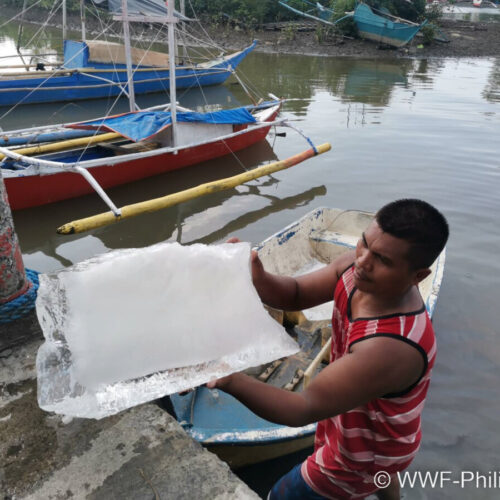 <h1>Tip of the Iceberg: Tuna fishers need more ice!</h1>
<p style="text-align: right;"><a href="https://support.wwf.org.ph/what-we-do/food/projectbuhay/jam-seafoods-working-on-providing-free-ice-and-potential-livelihood-for-occidental-mindoro-small-scale-tuna-fishers/">Read More &gt;</a></p>