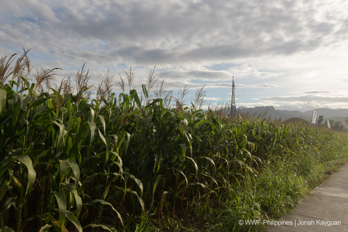 Square 8 (Landscape)