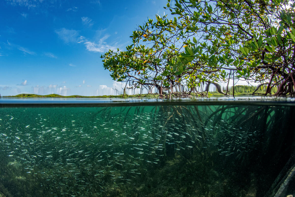 WWF-Philippines | WWF-Philippines congratulates NEO for pioneering EDGE ...