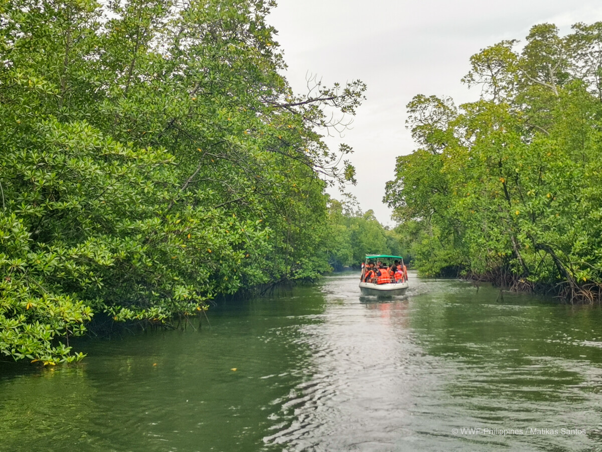 <h1>WWF-Philippines, together with Epson, celebrates World Mangroves Day in Bataraza, Palawan</h1></p>
<p style="text-align: right;"><a href="https://support.wwf.org.ph/resource-center/story-archives-2023/wwf-philippines-together-with-epson-celebrates-world-mangroves-day-in-bataraza-palawan/">Read More &gt;</a></p>