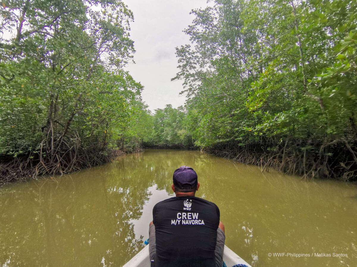 <h1>WWF-Philippines, together with Epson, celebrates World Mangroves Day in Bataraza, Palawan</h1></p>
<p style="text-align: right;"><a href="https://support.wwf.org.ph/resource-center/story-archives-2023/wwf-philippines-together-with-epson-celebrates-world-mangroves-day-in-bataraza-palawan/">Read More &gt;</a></p>