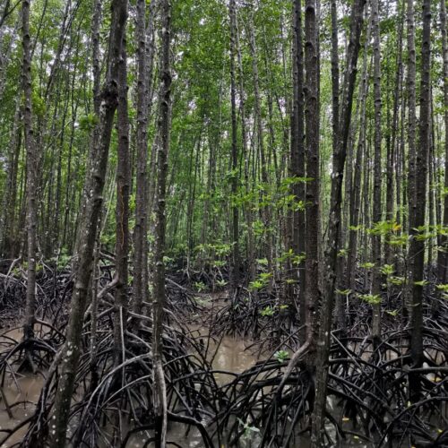 <h1>Regional dialogue on mangrove restoration convenes 75 advocates and practitioners from Indonesia, Malaysia and the Philippines
</h1>
<p style="text-align: right;"><a href="https://support.wwf.org.ph/resource-center/story-archives-2023/regional-dialogue-on-mangrove-restoration-convenes-75-advocates-and-practitioners-from-indonesia-malaysia-and-the-philippines/">Read More &gt;</a></p>